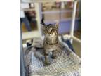Adopt Billy Ray Cyrus a Domestic Short Hair