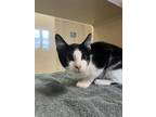 Adopt Ranger a Domestic Short Hair