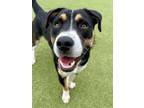 Adopt Owie Gooie (FOSTER TO ADOPT) a Mixed Breed