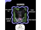 Adopt Skipper a Border Collie
