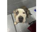 Adopt Wesson a American Bully