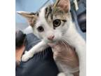 Adopt Eldorado a Domestic Short Hair