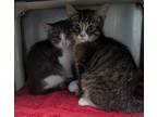 Adopt Gain a Domestic Short Hair