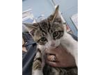 Adopt DeVille (more brown on face) a Domestic Short Hair