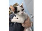 Adopt Escalade a Domestic Short Hair