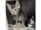 Adopt Carl a Domestic Short Hair
