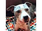 Adopt Ernest a Pit Bull Terrier, Mixed Breed