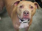 Adopt Deuce a Pit Bull Terrier, Mixed Breed