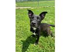 Adopt Ruff a Labrador Retriever