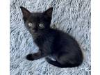 Adopt Vin a Domestic Short Hair