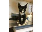 Adopt Glo a Domestic Short Hair