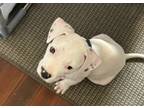 Adopt Dragon Fruit (in Foster) a Dogo Argentino, Dalmatian