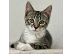 Adopt Bart a Domestic Short Hair