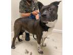 Adopt Grizz a Collie, Husky