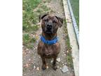 Adopt Rico Suave a Hound, Mixed Breed