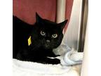 Adopt Yami- $99 a Domestic Short Hair