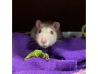 Adopt Remy a Rat
