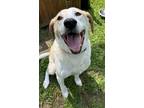 Adopt Wally a Hound, Mixed Breed