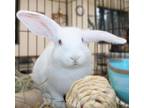 Adopt 44502 - Snowflake a American