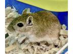 Adopt 44428 - Tam a Gerbil