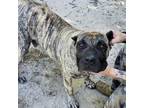 Adopt Misha a Cane Corso, Mixed Breed