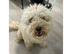 Adopt Teddy a Poodle