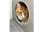 Adopt Simon 2 a Domestic Short Hair