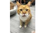Adopt Alvin a Domestic Short Hair