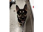 Adopt Versace a Mixed Breed