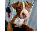 Adopt 24-13222/_6 a Pit Bull Terrier, Labrador Retriever