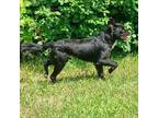 Adopt 24-13223/Stewart a Flat-Coated Retriever, Black Labrador Retriever