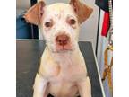 Adopt 24-13222/_4 a Pit Bull Terrier, Labrador Retriever