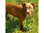 Adopt 24-13222/_2 a Pit Bull Terrier, Labrador Retriever