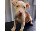 Adopt 24-13222/_3 a Pit Bull Terrier, Labrador Retriever