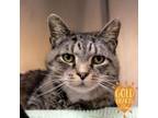Adopt Carrington a Domestic Short Hair