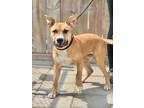 Adopt Cash a Mixed Breed