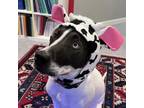 Adopt Bumper a Mixed Breed