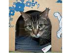 Adopt Pluto a Domestic Short Hair