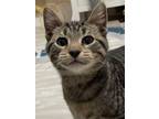 Adopt Stoli a Domestic Short Hair