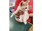 Adopt 79974 a Domestic Short Hair