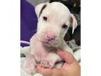 Adopt Ted a Pit Bull Terrier
