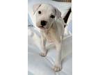 Adopt Timmy a Pit Bull Terrier