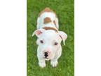 Adopt Trevor a Pit Bull Terrier