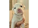 Adopt Travis a Pit Bull Terrier