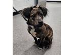 Adopt Stewie a Australian Terrier, Dachshund