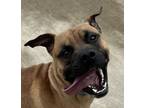 Adopt Banzai a Pit Bull Terrier, Mixed Breed