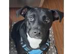 Adopt Toby a Black Labrador Retriever