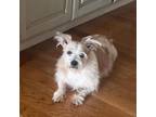 Adopt Ronnie a Wirehaired Terrier, Mixed Breed
