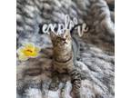 Adopt Voyageur a Domestic Short Hair