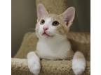 Adopt JR a Domestic Short Hair